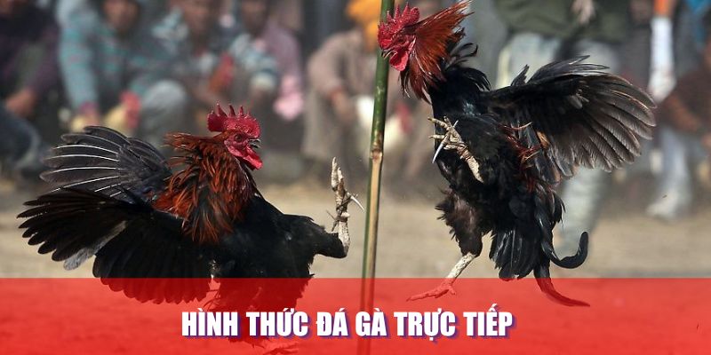 Hình thức đá gà trực tiếp