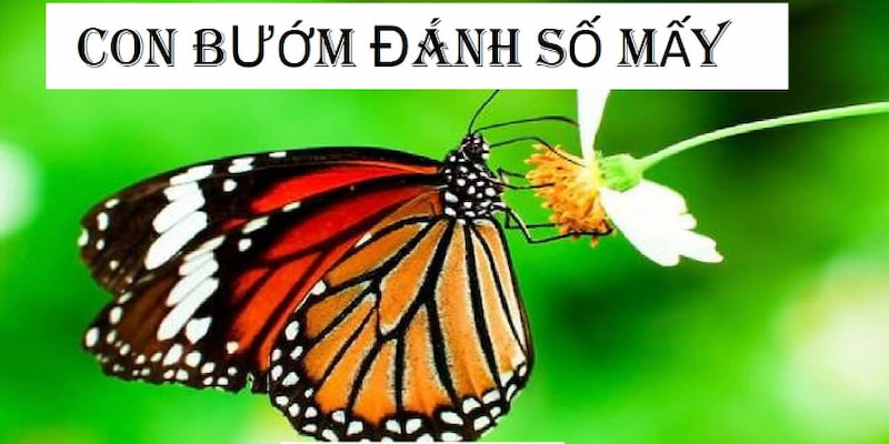 Mơ thấy bướm vào nhà mang lại những con số tài lộc