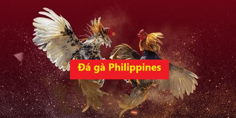 Đá gà Philippines là tựa game hấp dẫn với đa số người chơi