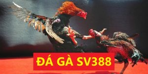 Đá gà SV388 sân chơi cá cược online cực đỉnh cho kê sư