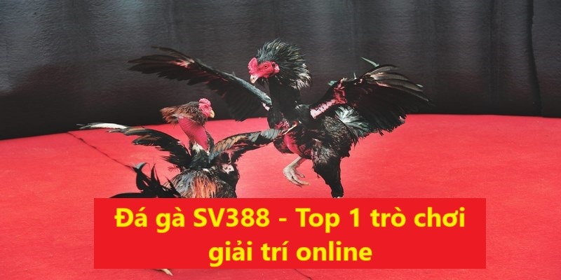 Đá gà SV388 là trò chơi top 1 trong giới cá cược online